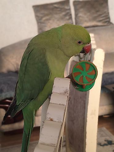 bulbul quşu satışı: Məhsul: Yaşıl Halsiz İsgəndər tutuquşusu (Ringneck Parakeet) Təsvir — 5