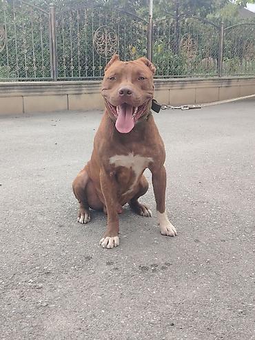 it satişi: Pitbul, 1 il, Erkək — 3