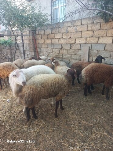 Qoyunlar, qoçlar: Fermada yetişdirilmiş, müxtəlif rənglərdə olan qoyunlar. Sağlam və — 2