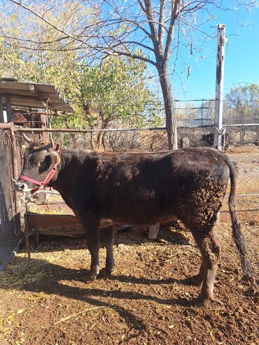 продам кошку: Сатам | Кунаажын | Алатоолук | Союуга, Көбөйтүү үчүн | Кысыр
