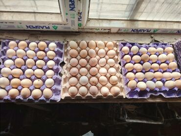 toyuq satilir: Toyuq yumurtaları satılır 27 qepikden Temiz heyet toyuqlarının