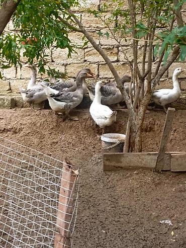 balaca ag itler: Satılır qazlar. Şəkillərdə bir neçə ədəd həyət qazı görünür. Qazlar — 2