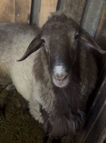 купити охотничью собаку: Продаю | Баран (самец)