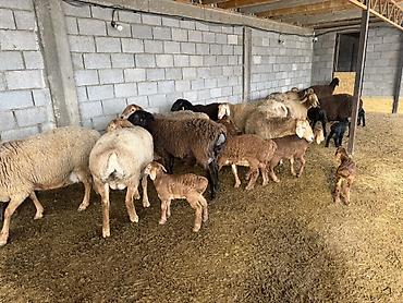 Баран, овца: Продаю | Овца (самка) | Для разведения | Матка at lalafo.kg — 8 Баран, овца: Продаю | Овца (самка) | Для разведения | Матка — 8