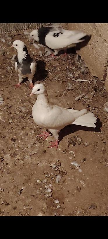 Голуби: Boynu xinali arxa dirnagi kesik 12 tuk erkek satilir yay tutulmasidi — 1