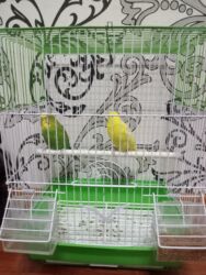 купить ожереловый попугай: Заголовок: Завели котенка иза этого продойом Описание: Завели котенка