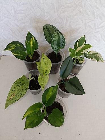 Эпипремнумы и сциндапсусы: Эпипремнумы разных сортов: Марбл Квин, Марбл Эпл, Голден, Глобал Грин at lalafo.kg — 14 Эпипремнумы и сциндапсусы: Эпипремнумы разных сортов: Марбл Квин, Марбл Эпл, Голден, Глобал Грин — 14