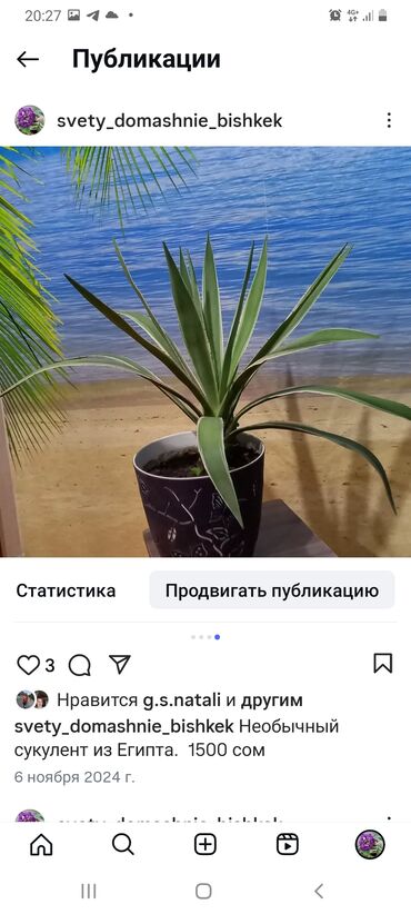 Другие комнатные растения: Комнатные цветы. Цена зависит от вида и размера растений