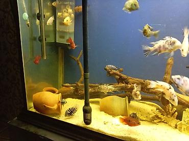 akvarium xırda balığı: Böyük ölçülü akvarium komplekti - Şüşə akvarium: geniş həcmli, ön — 7