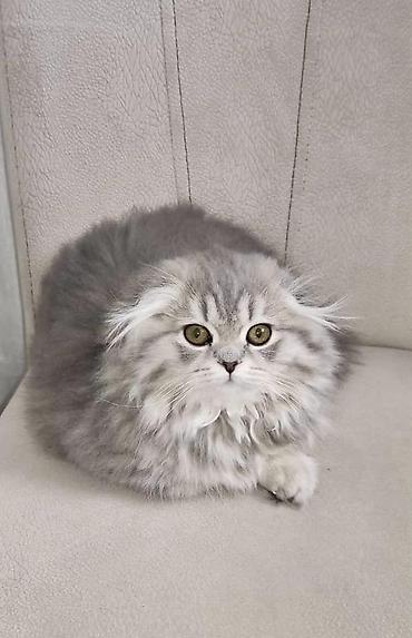 Pişiklər: Britan — 5