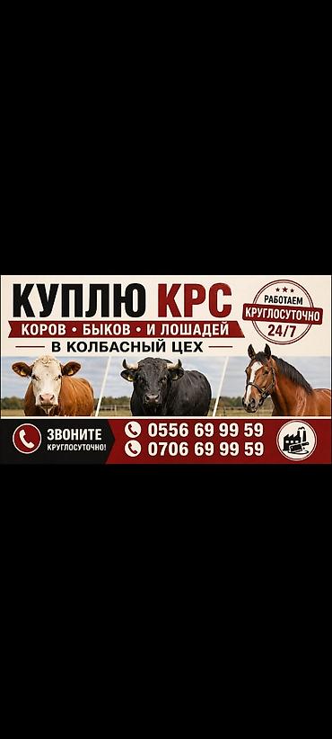 котные матки: Куплю КРС и лошадей в колбасный цех. Что принимаем: - Коровы - Быки — 1