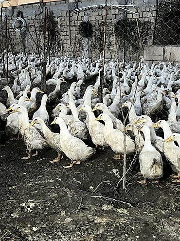 dovsan sekilleri: Məhsul: Ağ yerli ördəklər (kütləvi sayda) Təsvir: - Şəkillərdə — 1