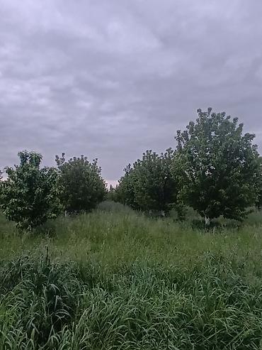 quba 5 sotlar: 35 sot, Kənd təsərrüfatı, Maklerlər narahat etməsin, Kupça (Çıxarış) — 6