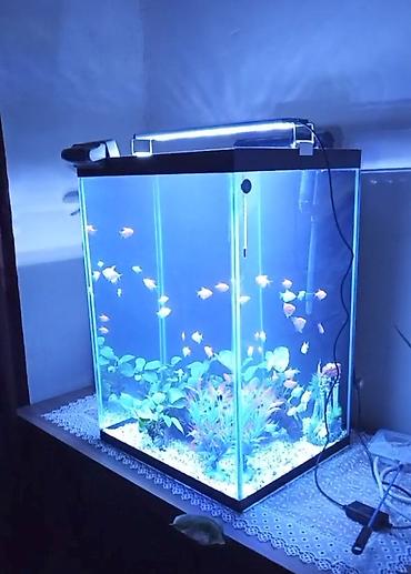 akvarium baliqlari: Tam komplekt akvarium sistemi - Şüşə kub formalı akvarium (təxmini — 4