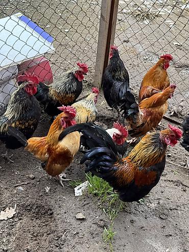 Птицы: Продаю петухов бентамки! Прошлого года! Курочек топчат и кукарекают! — 2