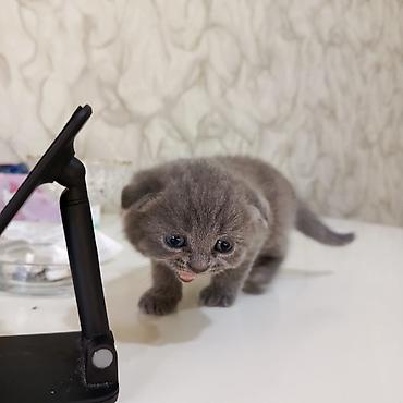 Кошки: Шотландская вислоухая — 5