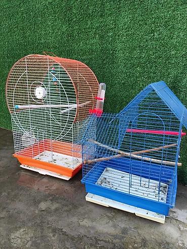 Tutuquşları: Korella 35 manattan bozlar sarilar 45-50 Azn qefesde var 15-20 Azn — 11