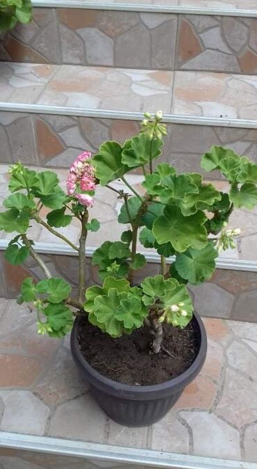 164 oglasa | lalafo.rs: Muskatla jabukov cvet