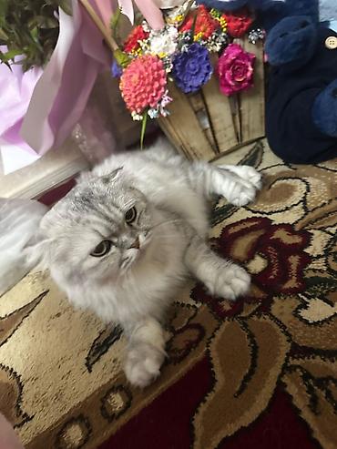 Pişiklər: Şotland — 8