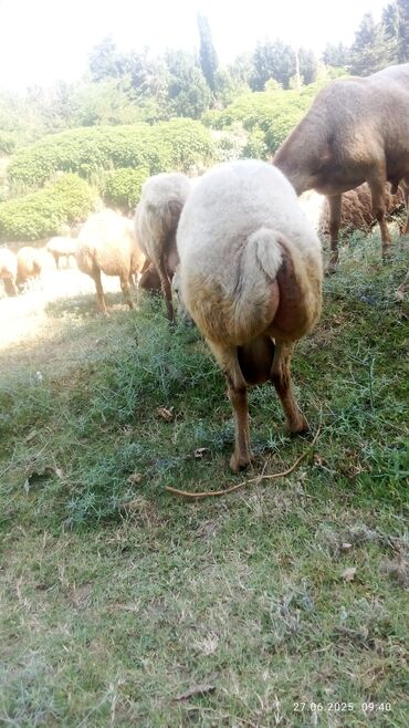 Qoyunlar, qoçlar: Satılır yaş 3 yarım qoçdu tuxumluq — 6