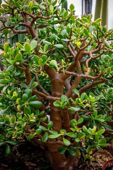 ailə ağacı: Crassula ovata pul agaci- muxtelif olcu ve qiymetlerde var. Qiymet 2
