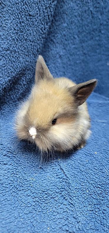 Декоративные кролики: Продаются декоративные крольчата, милые малыши с очень красивыми — 6