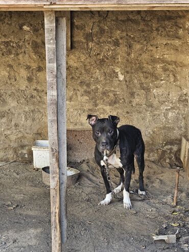 İtlər: Pitbul, 11 ay, Dişi, Ünvandan götürmə