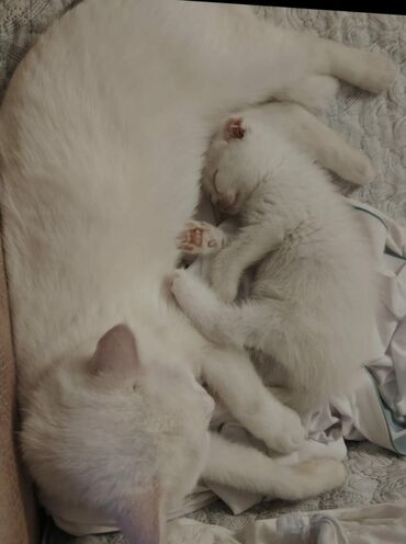 Pişiklər: Şotland yastı qulaq, Dişi, Yaxşı əllərə, Ünvandan götürmə — 2