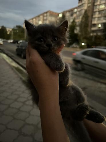Мышыктар: 2 айлык, Эркек, Боз, Лотокко барууга үйрөтүлгөн — 2