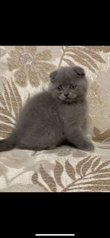 купить персидского кота: Шотландский вислоухий мальчик. Весёлый активный малыш любит детей