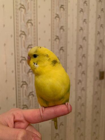 Tutuquşları: Danışan tutuquşu 9 aylıqdı erkəydi ələ ciyinə öyrənib qəfəs ilə 75 — 8