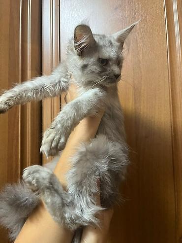 котенок сиамский: Мейн-кун, 3 месяца, Девочка, Серый — 3