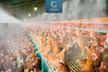 Другие услуги: 🌟 Начните использовать систему туманообразования на вашей