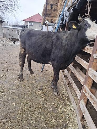Коровы, быки: Продаю | Корова (самка), Тёлка — 5