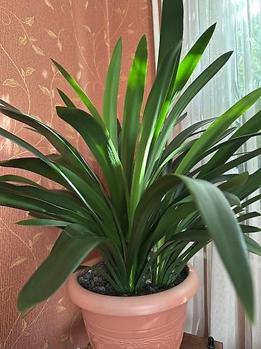 кливия: Кливия (Clivia miniata) в декоративном горшке - Крупное взрослое — 1