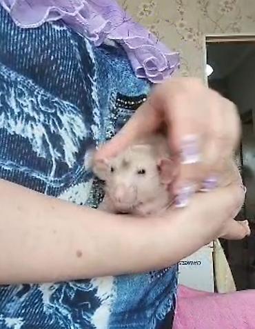Кемирүүчүлөр: Питомник крыс Rat Haus Love . Предлагает пару молодых крыс . Мальчик — 5