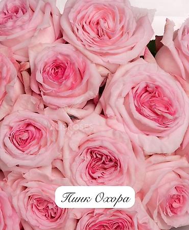 Роза: Саженцы — 10