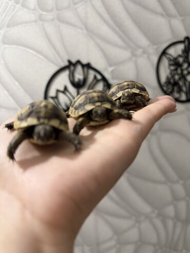 Digər heyvanlar: 🐢 Quru tısbağalar – səssiz, amma sirli dostlar! Min illərdir yaşayan -da lalafo.az — 6 Digər heyvanlar: 🐢 Quru tısbağalar – səssiz, amma sirli dostlar! Min illərdir yaşayan — 6