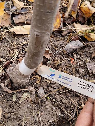 Яблоня: Саженцы яблони .Сорт Голоден Делишес.Возраст 4 года.Отличное — 10