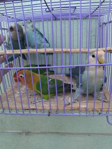 породистые котята в добрые руки: Fişer və nerazluçnik balalar bir cüt yaşıl maskalı fişer bala və 2 cüt lalafo.az -da породистые котята в добрые руки: Fişer və nerazluçnik balalar bir cüt yaşıl maskalı fişer bala və 2 cüt