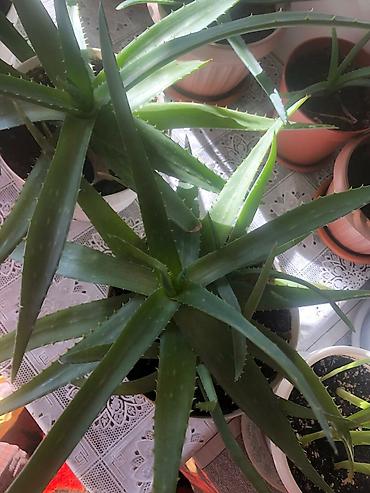 Размещение рекламы: В продаже комнатные цветы и многолетние садовые цветы. 1. Алое вера — 1