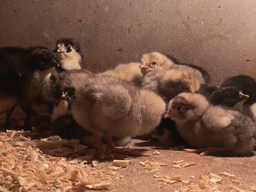 Toyuqlar: Toyuq, Australorp, Damazlıq, Ödənişli çatdırılma — 5