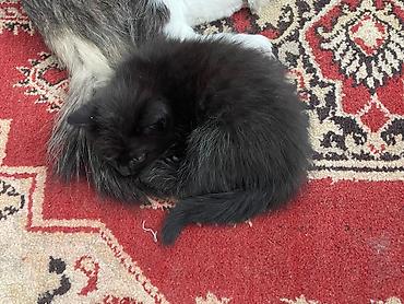 Отдам даром кошку: Отдадим в хорошие руки. 3 котенка. Возраст 2-3 недели. Две девочки и — 7