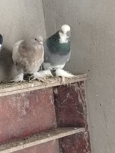 Göyərçinlər: Məhsul: Qüvərcinlər (dekorativ və uçuş növləri) Təsvir: - Rənglər — 8