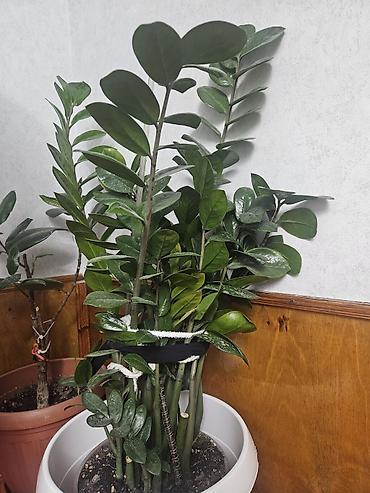 шлюмбергера: Комнатные растения в горшках 1) Замиокулькас (ZZ plant) - Крупный — 1