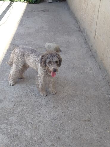 İtlər: Pudel, 10 ay, Erkek — 3