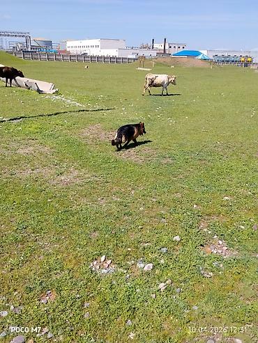 Продажа собак: Немецкая овчарка, 9 месяцев, Самка, С прививкой at lalafo.kg — 7 Продажа собак: Немецкая овчарка, 9 месяцев, Самка, С прививкой — 7