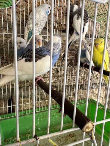 Tutuquşları: Korella erkey disi var 3 ayliq 6-7-9 ayliq hazir cut var korella bala — 9