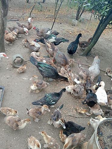 qaz ve ordek satisi: Ördəkler ve qaz hamisi satilir.Boyukden kiciye qiymetler ferqlidi.Tam — 8