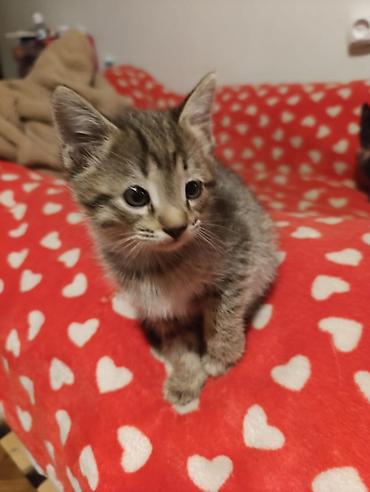 Отдам даром кошку: Котята девочки мальчики 1,5 месяца (серые мальчики, чёрно-белым — 23